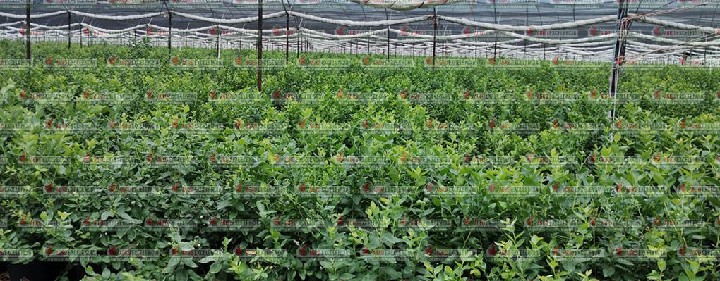 Fertilizantes organominerales en tomate.