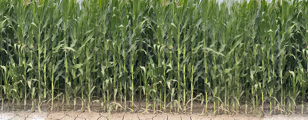 Imagen ilustrativa que señala el desafío del maíz ante escasez de agua.