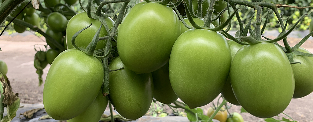 Bacterias ayudan a resistir estrés salino en tomate