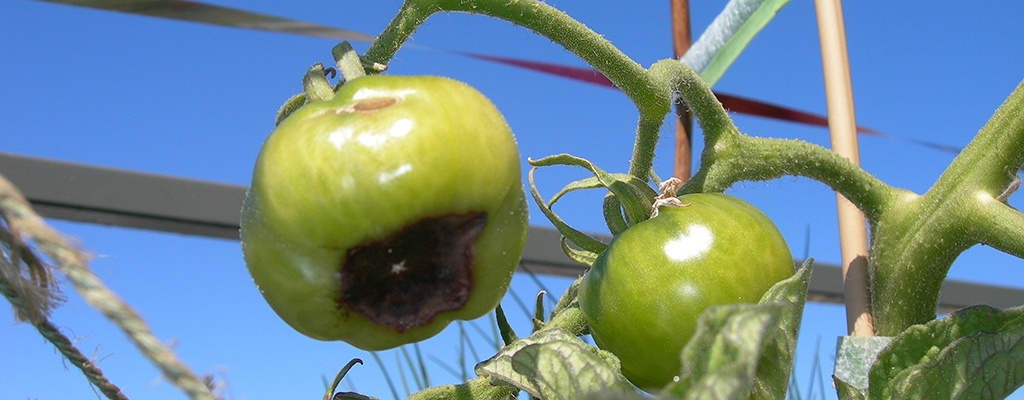 Fisiopatía del tomate: blossom end rot.