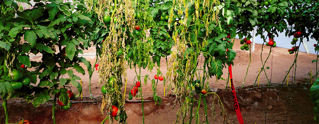 Nutrición integral previene Fusarium en tomate.