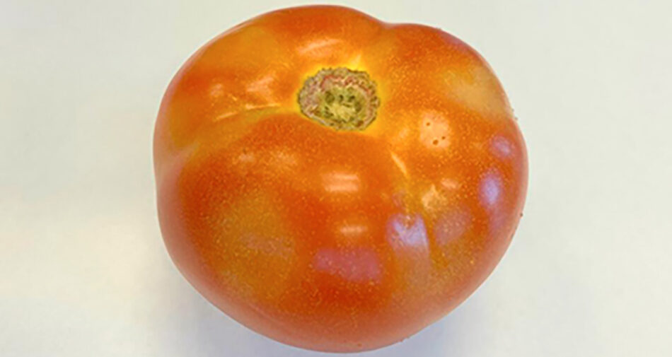 Síntomas del virus de la mancha del fruto de tomate.