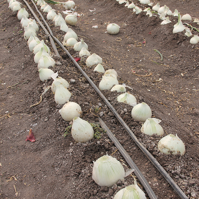 Hongos micorricicos en cebolla