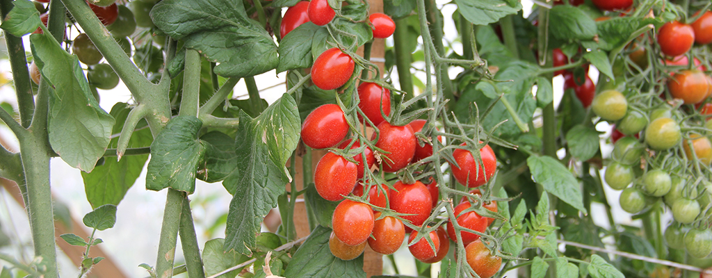 Cultivo de tomate cherry.