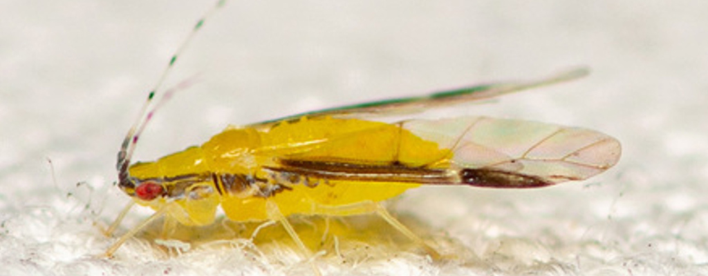 Monellia caryella, uno de los pulgones en nogal.