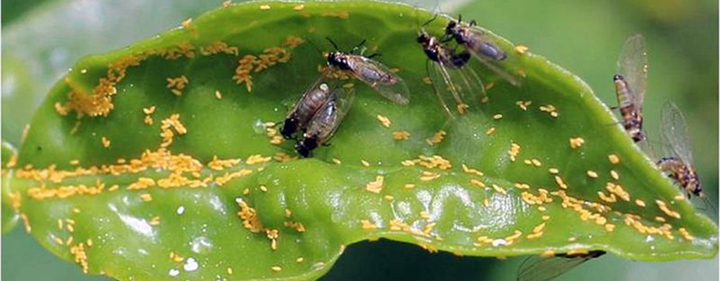 Enemigos naturales contra Diaphorina citri