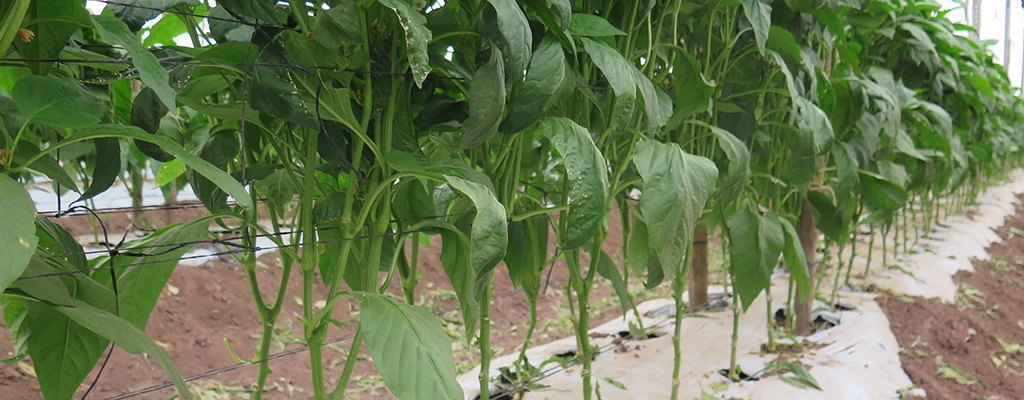 Encuentran portainjerto útil contra Phytophthora capsici.