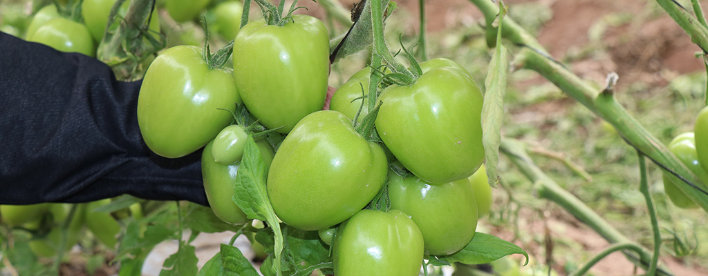 Quitosano de hongos en tomate.