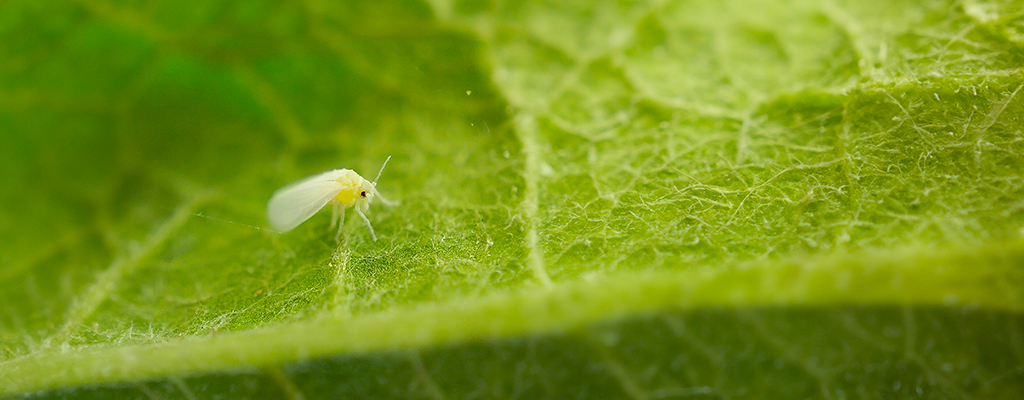 Mosquita blanca, uno de los vectores de virus en cucurbitáceas y hortalizas.