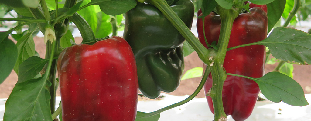 El portainjerto protege al pimiento contra la marchitez del chile.