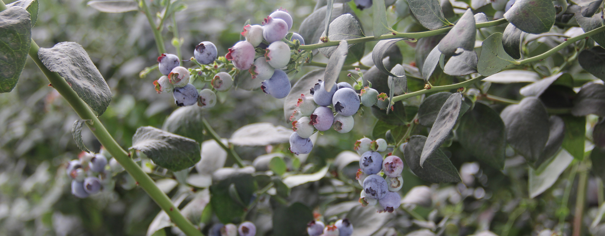 Bioestimulantes en arándano.