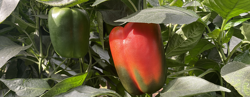 Cultivo de pimiento.