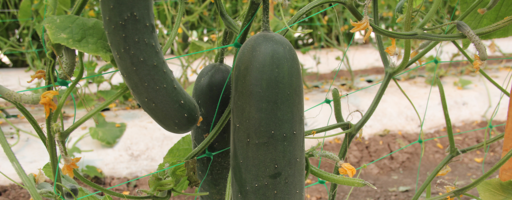 Con paquete tecnológico reducen gastos en agua y fertilizantes.