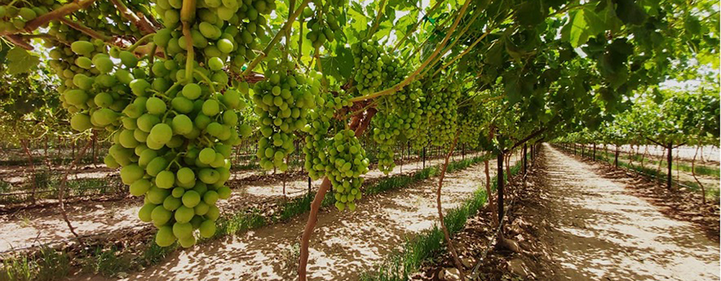 El flavonol en vid mejora la nutrición en la planta.