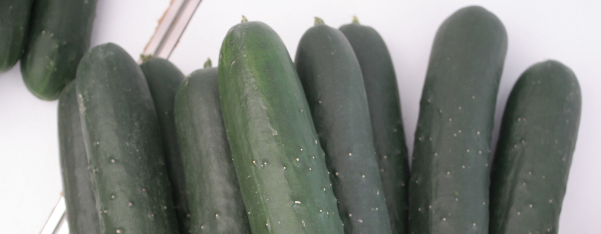 Ahorran en gasto de agua y fertilizantes en pepino.