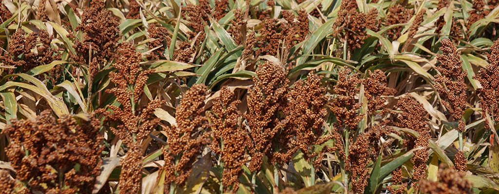 La rotación de cultivos con sorgo y cacahuate mejora el rendimiento en maíz.