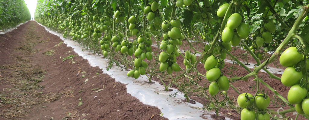 Las prácticas para al regeneración de suelos mejora la calidad del cultivo.