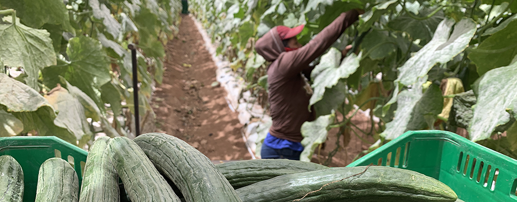 En México exportan pepino.