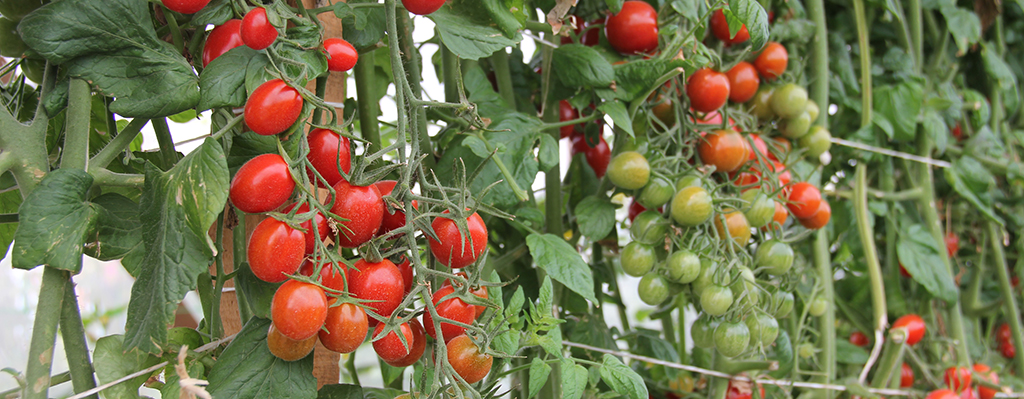 Reducen riesgo de presencia de plagas en tomate cherry con tratamiento en frío.