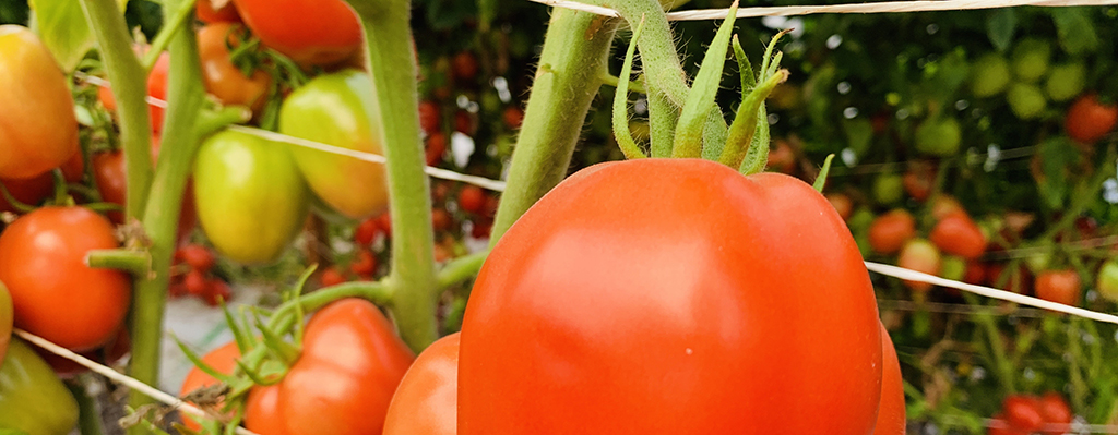 Tomate libre del virus del mosaico del tabaco.