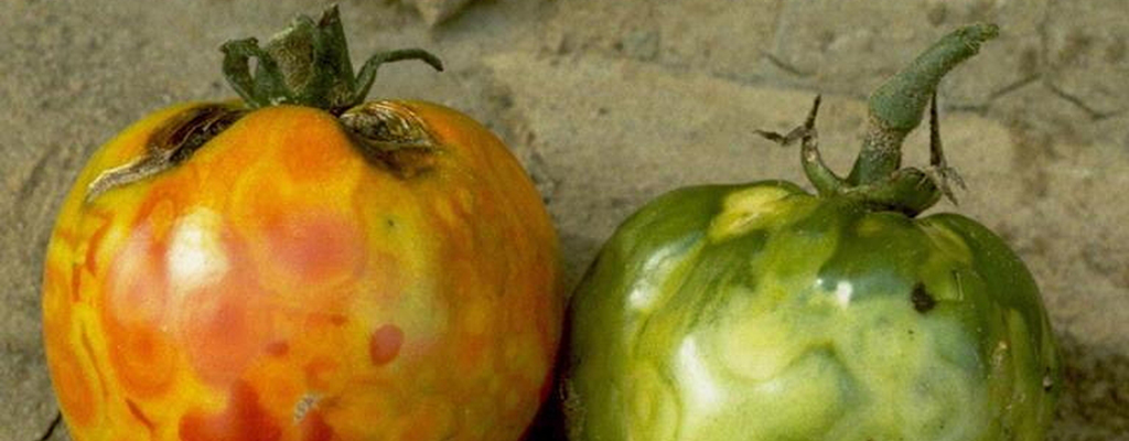 Síntomas del virus del mosaico del tabaco.