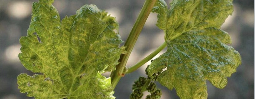 Síntomas de nuevo virus en vid Pinot Gris.