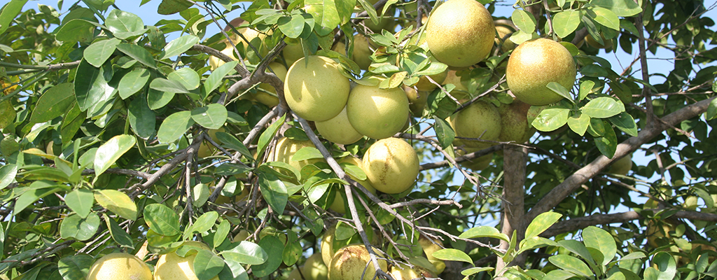 Aceite esencial de naranja.