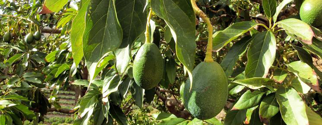 Promueven uso de portainjerto en aguacate Hass.