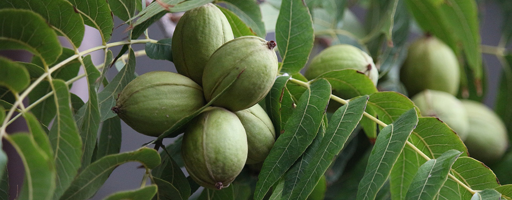 Los bioestimulantes favorecen la floración en nogal.