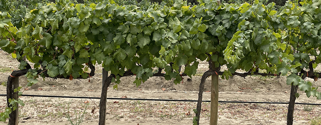 Defoliación apical en vid, mejor calidad de vino.