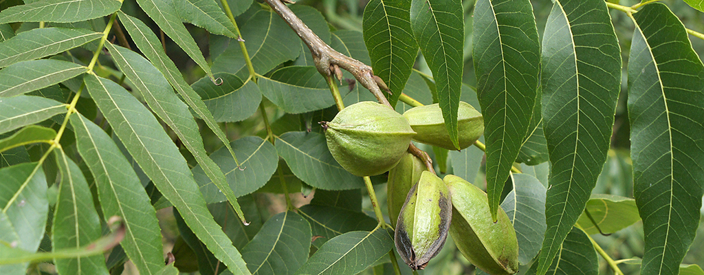 Activadores metabólicos, mejor calidad de fruto.