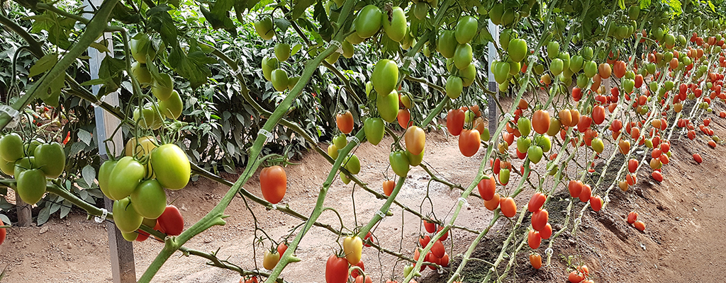 Micorrizas y Azospirillum en tomate.