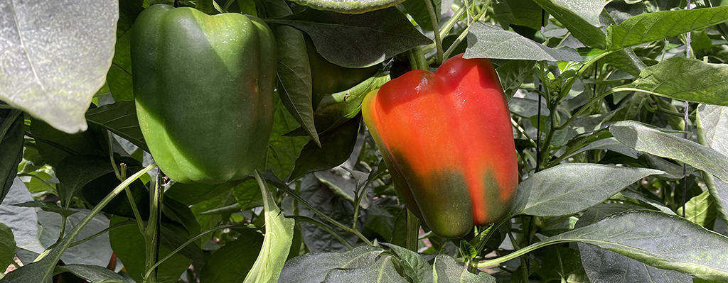 Cultivo de bell pepper.