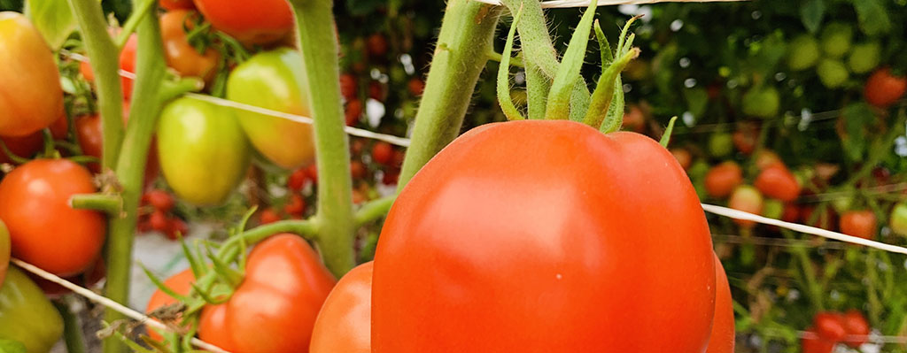 Mayor rendimiento en tomate.