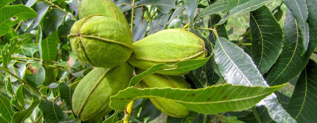 Activadores metabólicos en nogal pecanero.