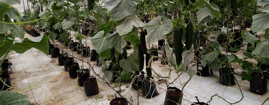 Estudio sobre lixiviado de lombricomposta en pepino.