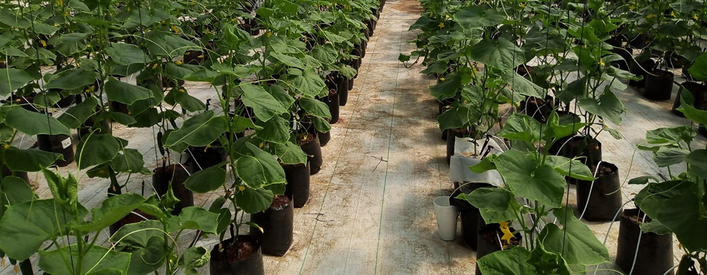 Lixiviado de lombricomposta en pepino.