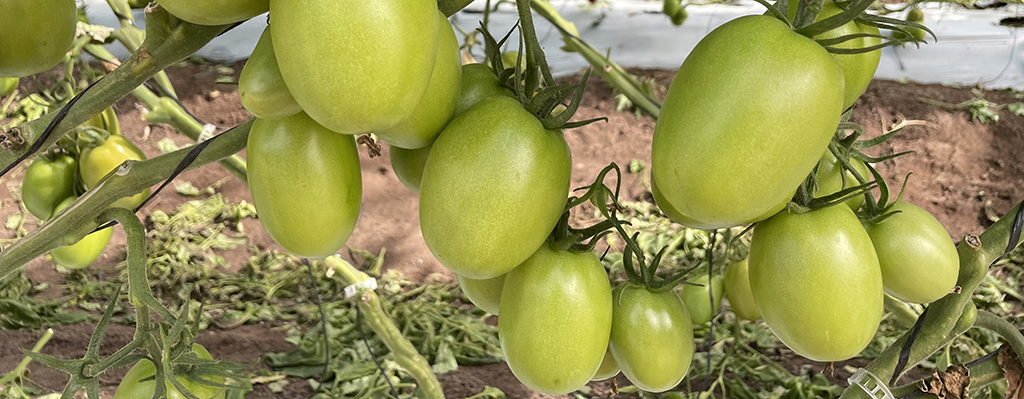 Efectos de consorcios de microorganismo ante tomate bajo sequía.