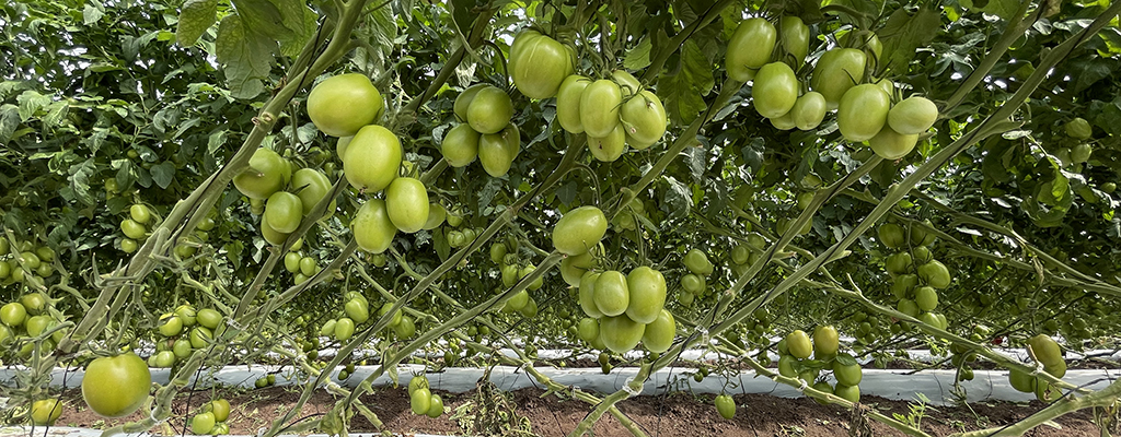 Mejoran producción ante sequía en tomate.