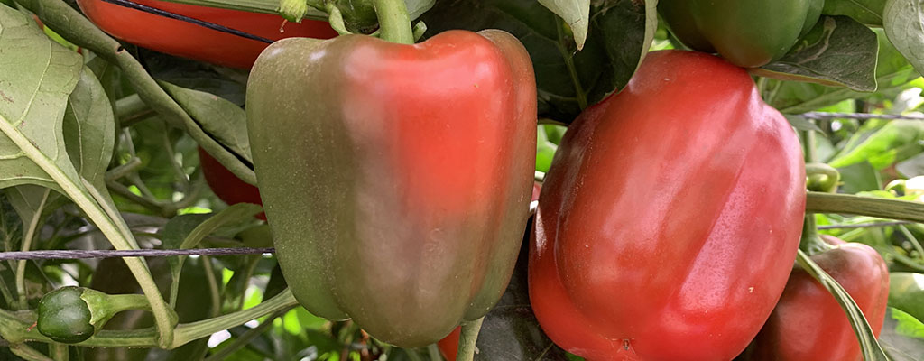 Brasinoesteroides en pimiento.