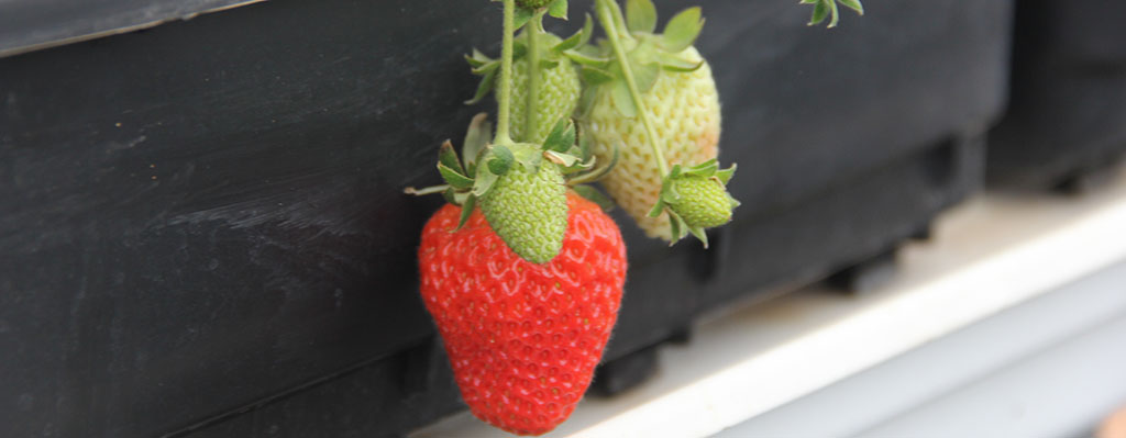 Uso de bioestimulantes en fresas.