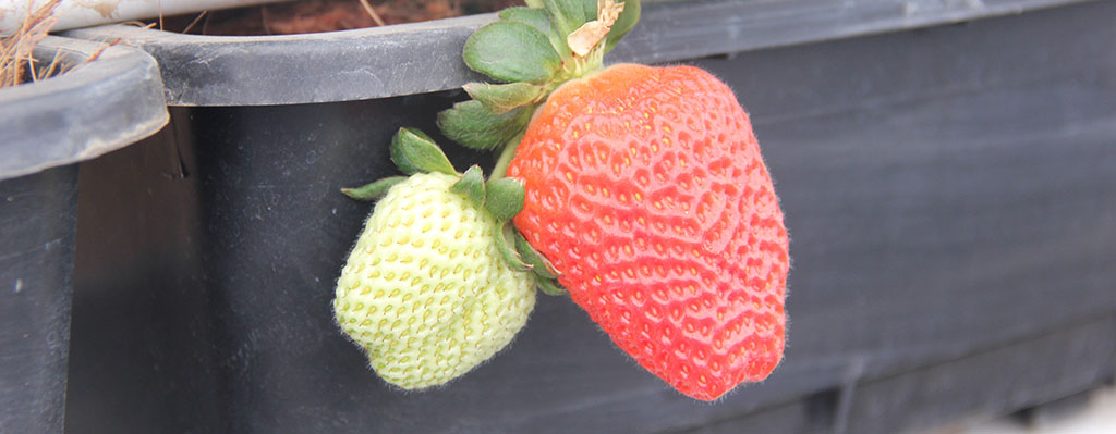 Bioestimulantes en fresas.
