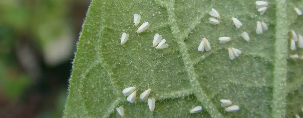 Hongos entomopatógenos y mosquita blanca.