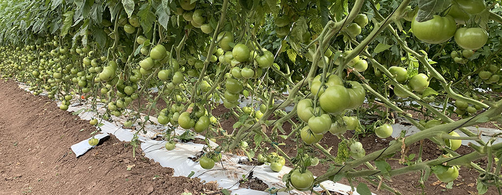 Mejoran rendimiento de tomate.