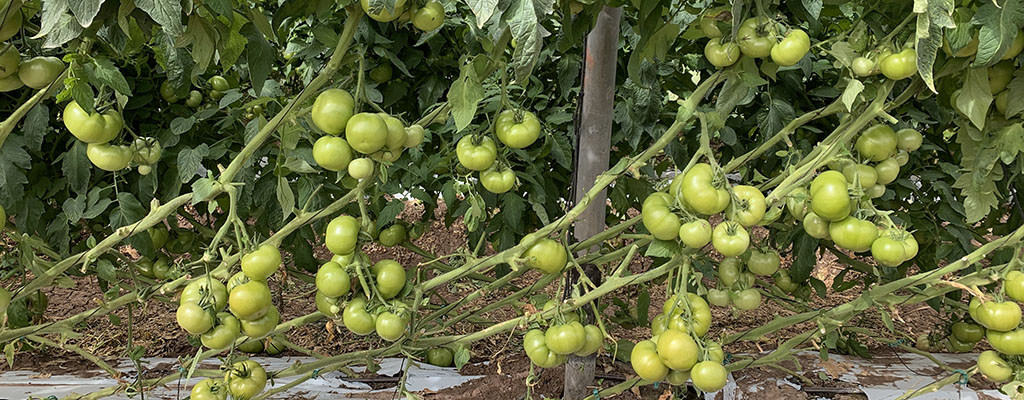 Inoculantes bacterianos en tomate.
