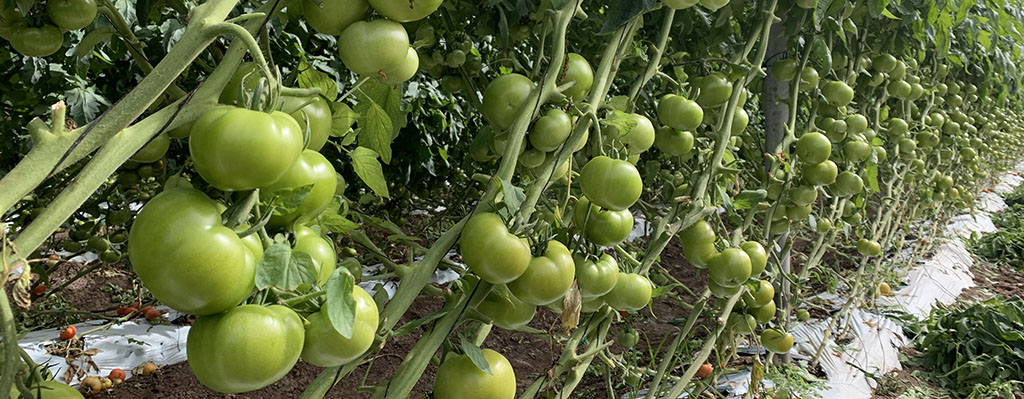 Rendimiento de tomate.