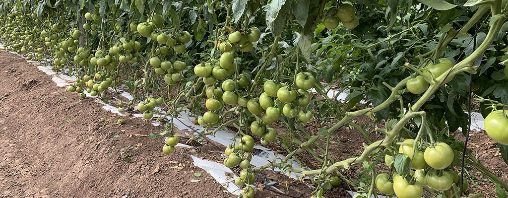 Inoculantes bacterianos en tomate.