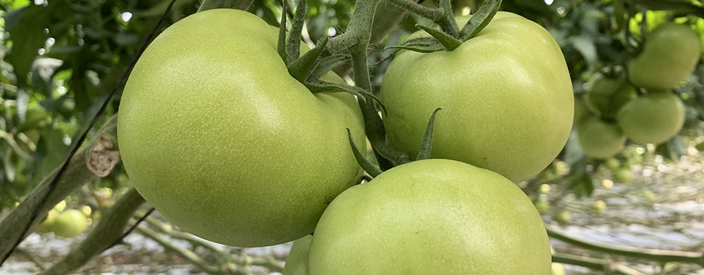 cáscara de plátano com obioestimulante