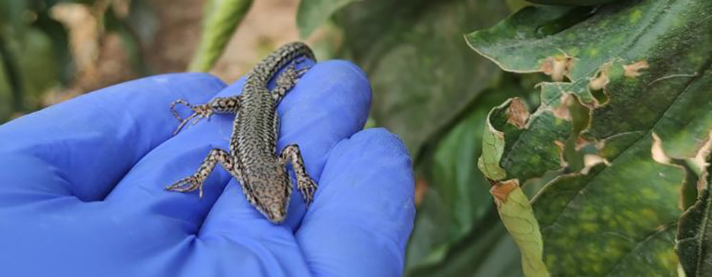 reptiles en invernadero