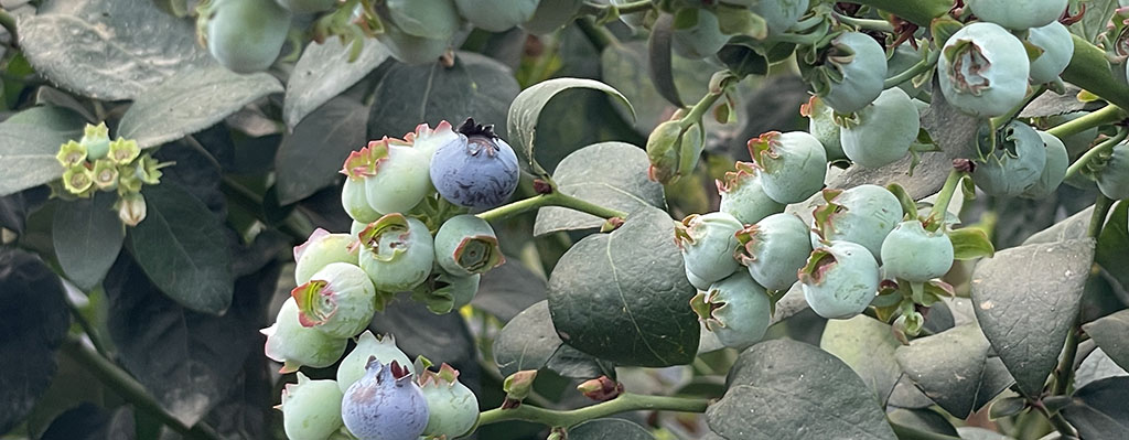 nutrición en arándanos.